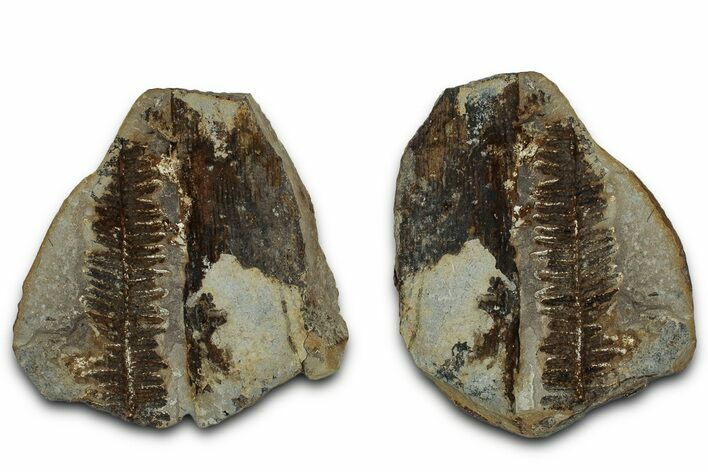 Pecopteris and Calamites Nodule Pos/Neg - Mazon Creek #331687